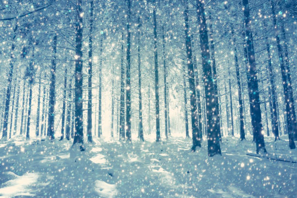istock Snowfall in a german winter forest .Winter background. 1182471209
