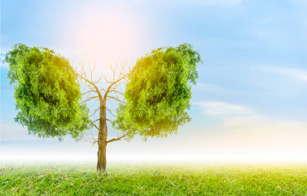 istock Lung green tree-shaped images, medical concepts, autopsy, 3D display and animals as an element 1182472595