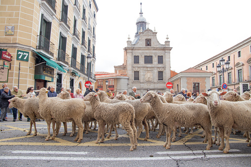 Madrid, Spain - October 20, 2019: Feast of transhumance in Madrid. Madrid's main street full of sheep stops. You see the public and a church in the background. Event concept.