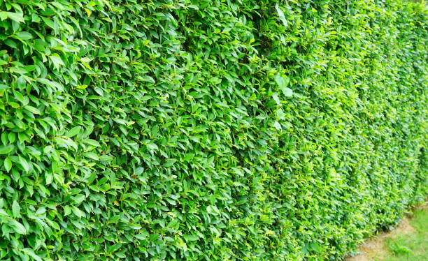 istock Leaves wall in natural fence background 1182473863