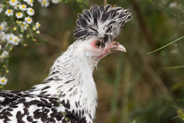 Close up profile view of an Appenzeller Spitzhauben Hen standing outside next to wildflowers. Appenzellers are known for their mohawk type feathers on their head giving them a punk like appearance.