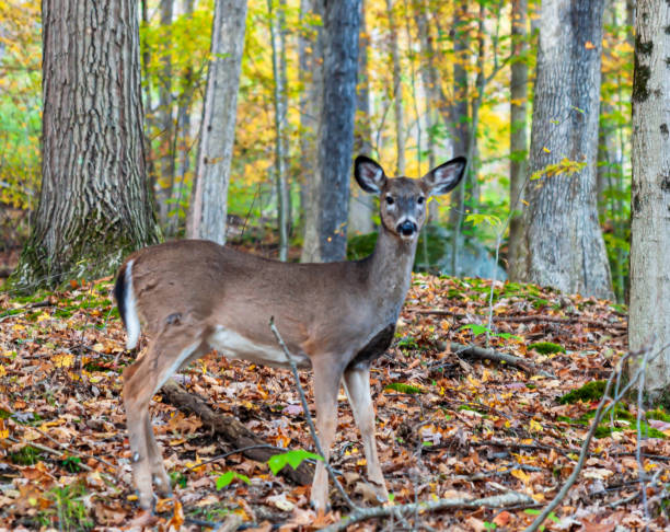 istock A young button buck white tail deer in the fall woods 1182474327