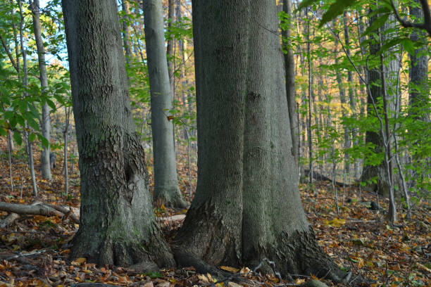 grove of american beech im oktober - american beech stock-fotos und bilder