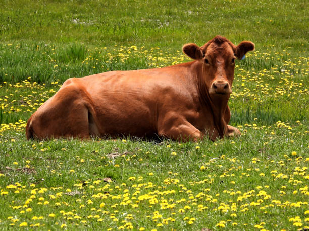 istock Cow in Flowers 1182474586