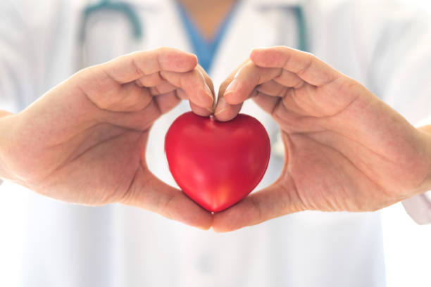 кардиолог с концепцией здравоохранения сердечно-сосудистых заболеваний. красное сердце в руке врача. - pulse trace human cardiovascular system heart shape heart disease стоковые фото и изображения