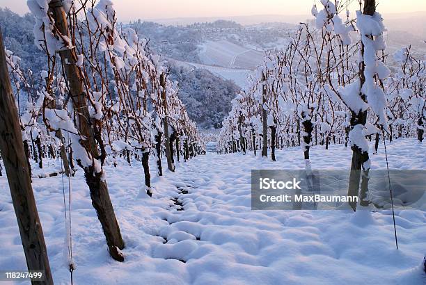 Foto de Wineyard e mais fotos de stock de Azul - Azul, Beleza natural - Natureza, Branco