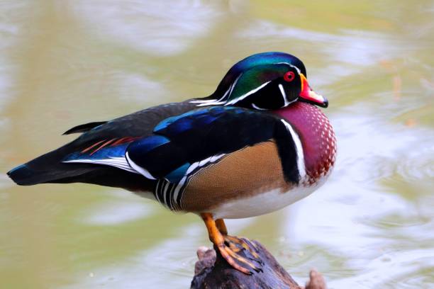 istock Ducks of Bulloch County 1182475938