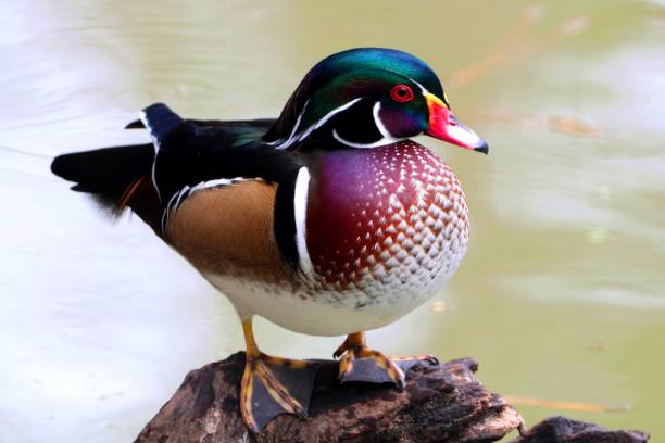 istock Ducks of Bulloch County 1182475940