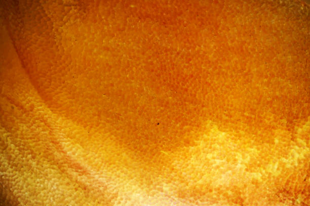 istock 36-photomicrograph with 10x microscope objective mounted on macro approach bellows. 1182476055