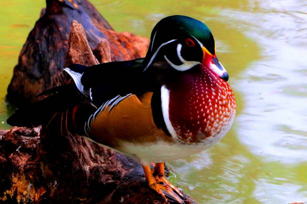 istock Ducks of Bulloch County 1182476350