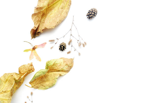 istock Isolated autumn leaves and plants with place for your text on white background. fall flat lay, top view creative objects. Elements for Thanksgiving day design 1182476515