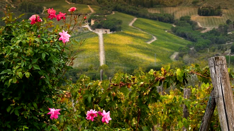 Beautiful autumnal landscape in Tuscany countryside with yellow vineyards and Roses on foreground. Detail of olives on tree before the harvesting.