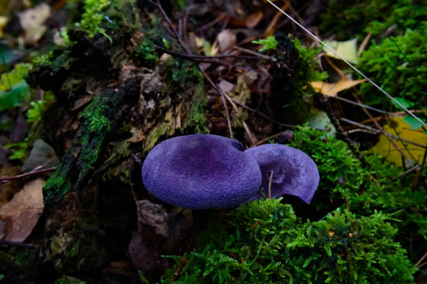 istock Wild mushroom Violet Webcap growing in the woods, Cortinarius violaceus 1182477985