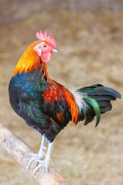 istock Colorful free range cock resting on a wooden pole 1182478186