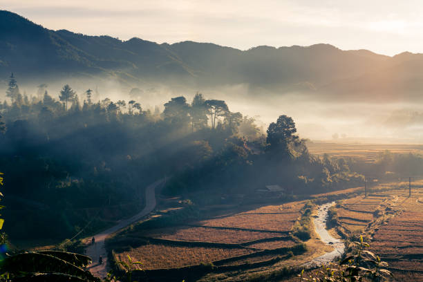 istock Beautiful forest in the mist in early morning. 1182478829