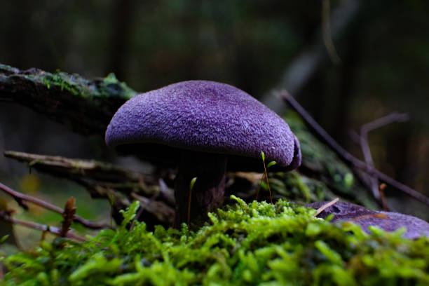 Wild mushroom Violet Webcap growing in the woods, Cortinarius violaceus