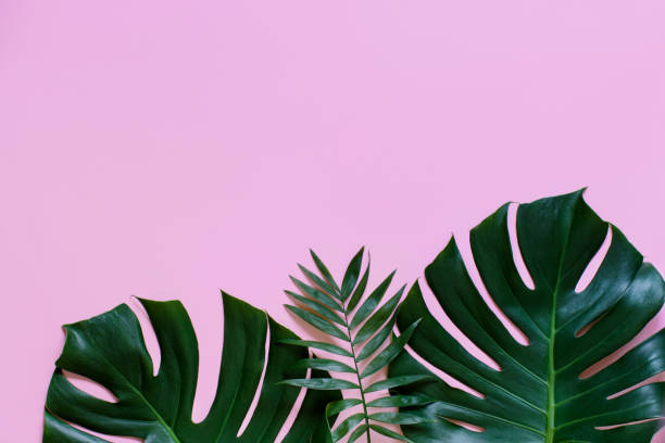 istock Tropical background with Monstera leaves on a light pink background 1182479036