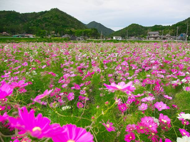 istock Japanese landscape809 Flower cosmos 1182479263