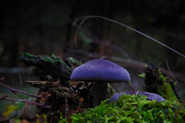 istock Wild mushroom Violet Webcap growing in the woods, Cortinarius violaceus 1182479322