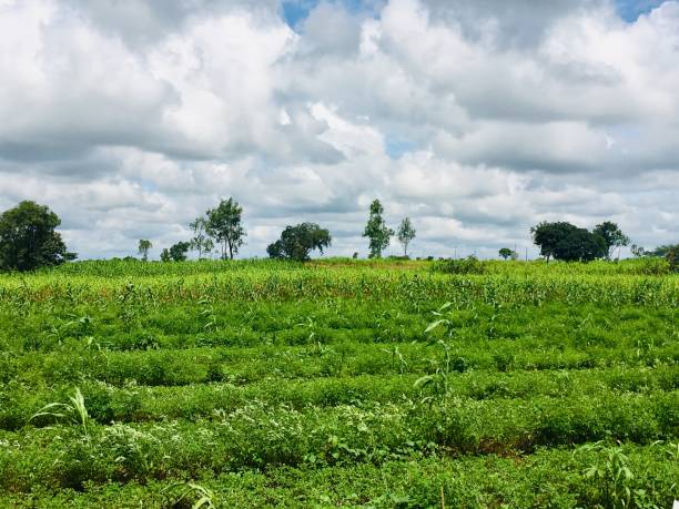 istock Green Farm field 1182479337