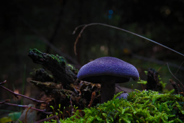 istock Wild mushroom Violet Webcap growing in the woods, Cortinarius violaceus 1182479682