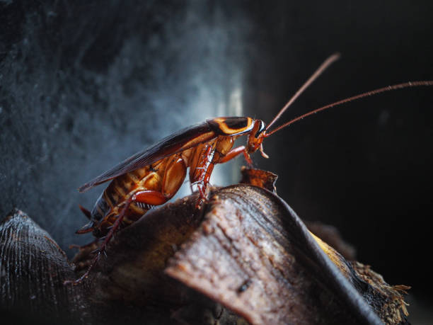 Close up cockroach crawling on garbage in house Close up cockroach crawling on garbage in house cockroach stock pictures, royalty-free photos & images