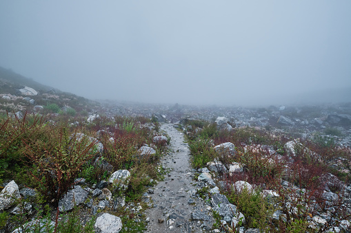 A footpath shrouded by thick fog ahead and with short shrubs growing on either side of it and is of the type that survives in high altitude.