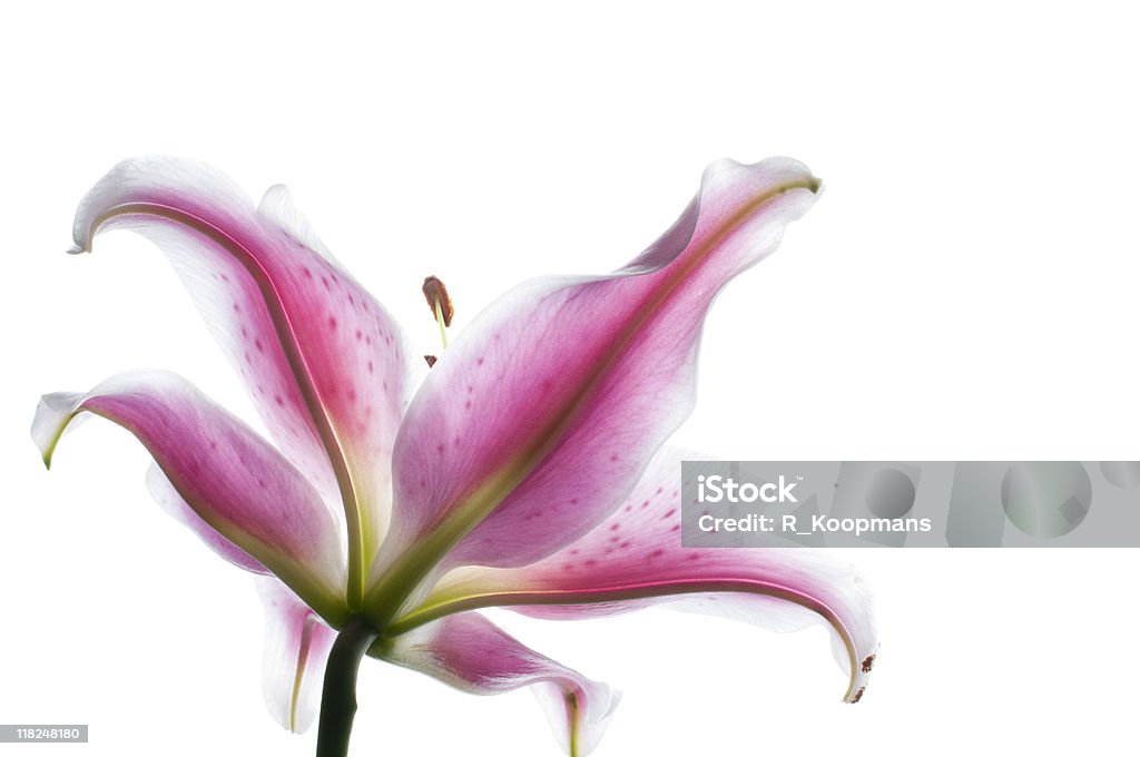 Lilium Stargazer, voller Blüte, isoliert auf weiss - Lizenzfrei Abstrakt Stock-Foto