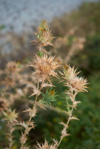 istock Carthamus lanatus 1182481955