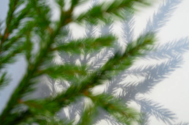 istock Christmas tree branch and a beautiful shadow from it on a white-gray background of the surface of the wall or table 1182482012