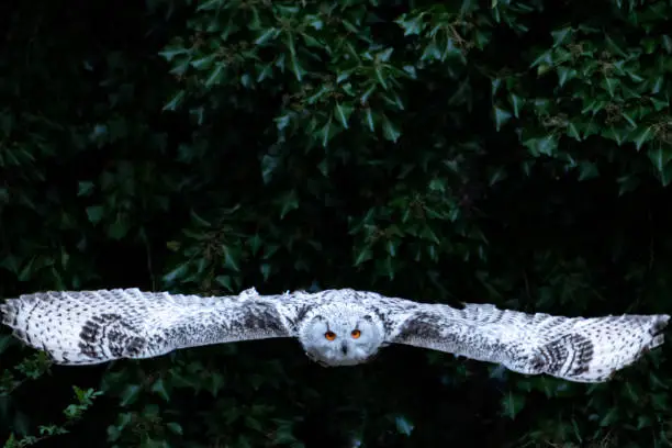 A flying snow owl