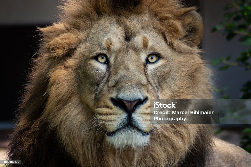 LionKing - Lizenzfrei Löwe - Großkatze Stock-Foto