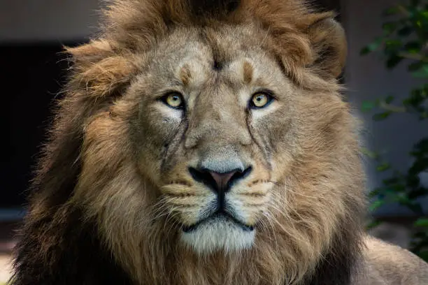 Portrait of the lion king