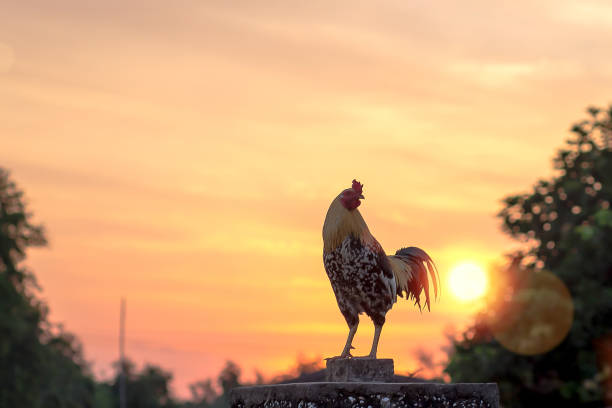 istock Early morning concept 1182484163