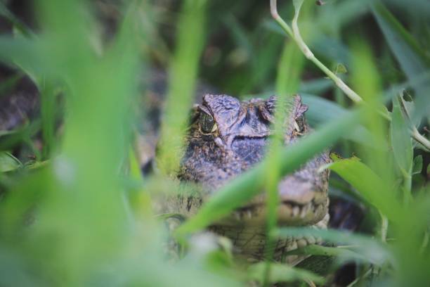istock Caiman Costa Rica 1182484261