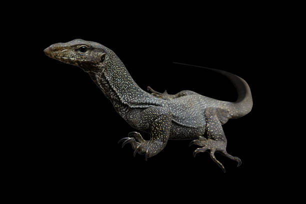 Bengal monitors are usually solitary and usually found on the ground, although the young are often seen on tree