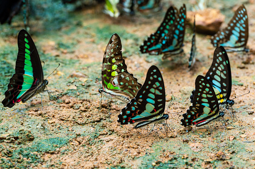 UK, Change, Butterfly - Insect, Nature, Individuality,Butterfly - Insect, Morpho Butterfly, Blue Morpho Butterfly, Insect, Lepidoptera