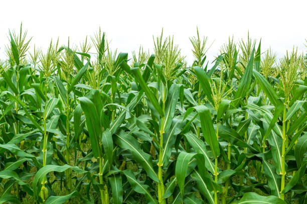 Low angle view of corn field in bloom against bright white sky background,Corn garden isolated on white background ,