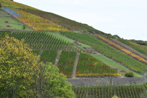 istock steep vineyards during autumn in Ahr valley 1182487117