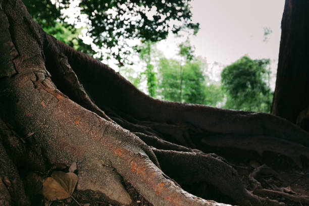 Banyan tree thailand