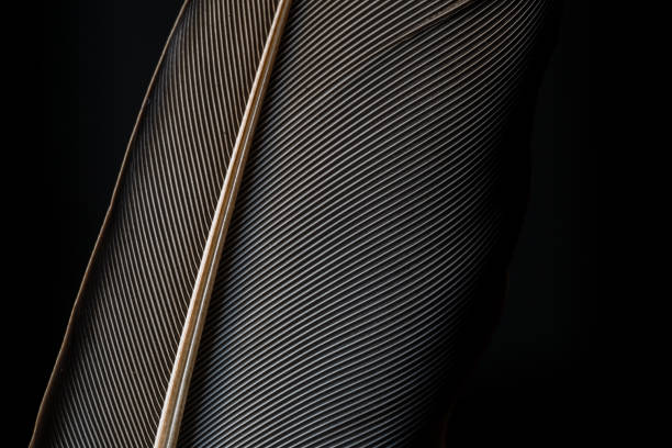 istock Beautiful black feather pattern texture background ,Black macro feather,Black raven feathers ,Raven feather in macro view 1182487259