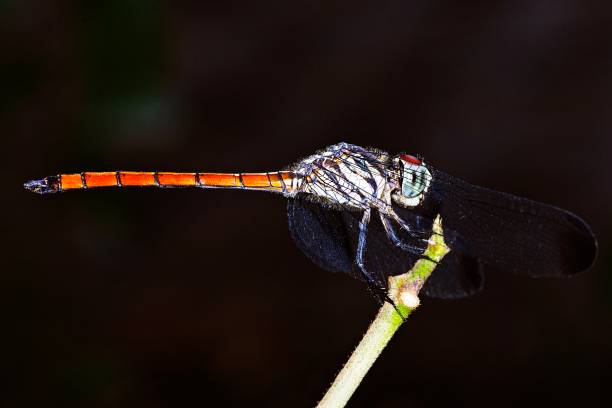 istock Dragonfly on branch - black background. 1182487879