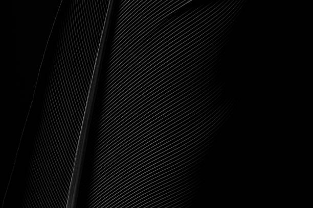 istock Beautiful black feather pattern texture background ,Black macro feather,Black raven feathers ,Raven feather in macro view 1182488601