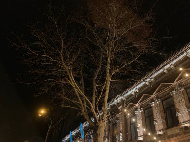 istock tree at night and a building with light bulbs on the background 1182488671