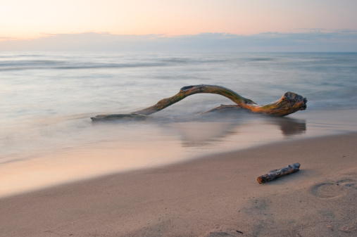 A piece of driftwood on a sandy beach.