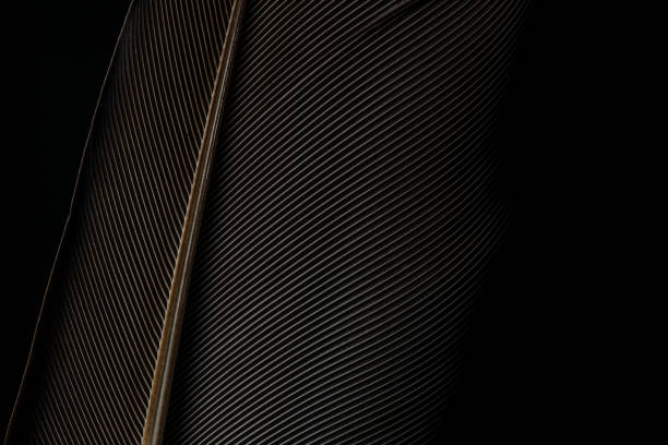 istock Beautiful black feather pattern texture background ,Black macro feather,Black raven feathers ,Raven feather in macro view 1182489876