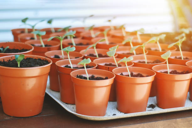 istock Many green sprouts in pots. Spring gardening routine 1182489904