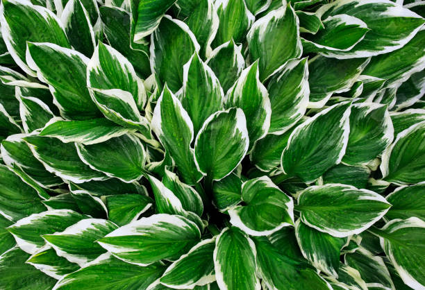 natural background of fresh green leaves with white stripes Hosta flower plants after warm rain natural background of fresh green leaves with white stripes Hosta flower plants after warm rain hosta photos stock pictures, royalty-free photos & images
