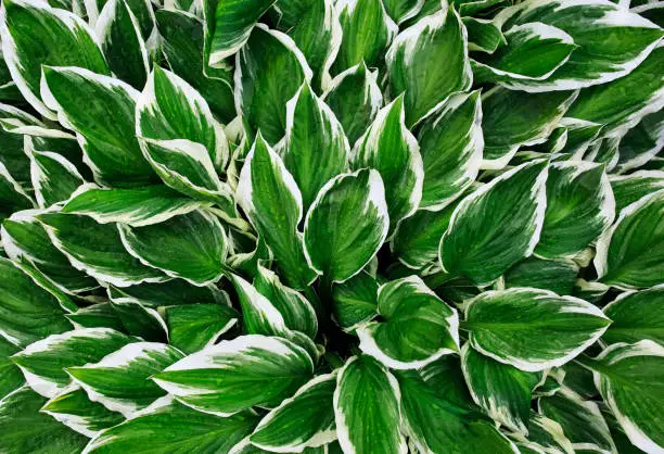 Photo of natural background of fresh green leaves with white stripes Hosta flower plants after warm rain