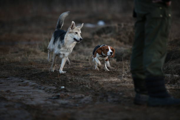 istock Two dogs having fun at meadow in sunset 1182490038